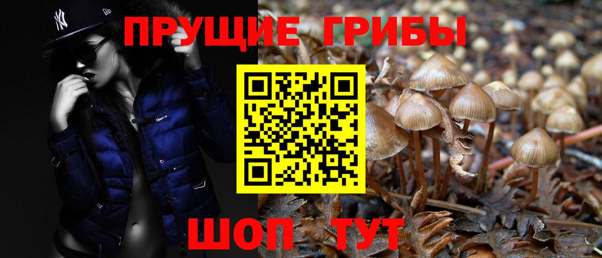 Псилоцибиновые грибы мицелий Балашов